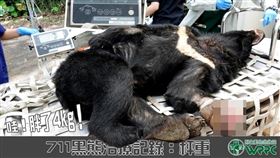 一隻台灣黑熊10月1日在台中市和平區東卯山一處果園，中了套索，經過救治的一個月後治療的獸醫師團隊表示，黑熊受傷的左掌癒合良好，體重也增胖4公斤。（圖／翻攝自facebook.com/wrrc700）
