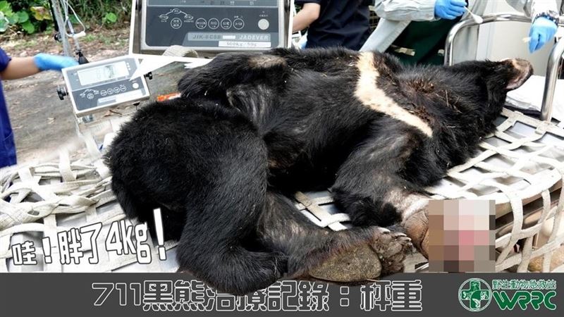 中套索受傷台灣黑熊恢復好　搬進大籠
