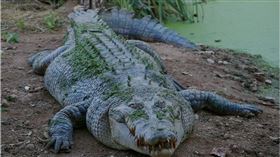  不愛吃肉？風景區鱷魚瘦成「骷顱頭」　醫解剖見死因鼻酸了（圖／翻攝自Pixabay）
