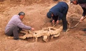 ▲老農夫與夥伴挖出千年大人蔘，天花粉。（圖／翻攝自微博）