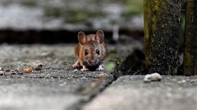 牽猴子電影提供＋一期一會電影公司＋pixabay