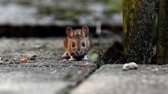 房東阿嬤糖尿病傷口太甜遭老鼠啃咬