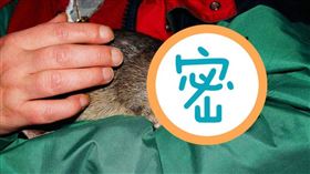 ▲甘比亞鼠；地雷（圖／翻攝自pixabay）