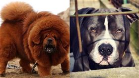  藏獒咬得贏比特犬嗎？（圖／翻攝自臉書、Pixabay）