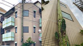位於東京都北區瀧野川一處民宅，一株已生長逾40年之久的仙人掌，經過歲月更迭，竟已長至三層樓高。（圖／翻攝自推特）