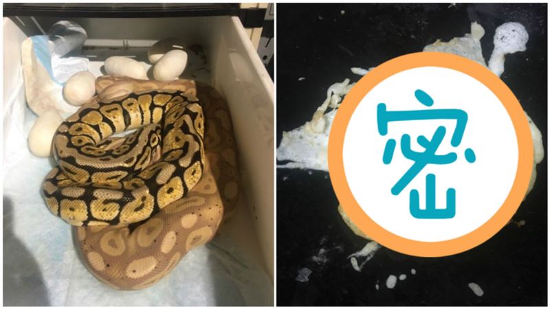 蟒蛇下蛋！他拿2顆下鍋煎　一吃驚呆