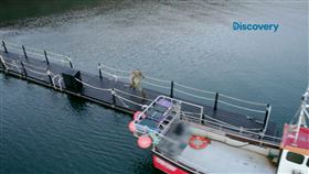 飆破你的腎上腺！飢餓遊戲真實版　專家搏命實況全都錄（圖／Discovery頻道提供）