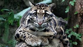 動物園,貓科動物,「大貓」和「小貓」的界定，可未必是以體型來區分呦！(雲豹「Suki」)（圖／台北市立動物園提供）