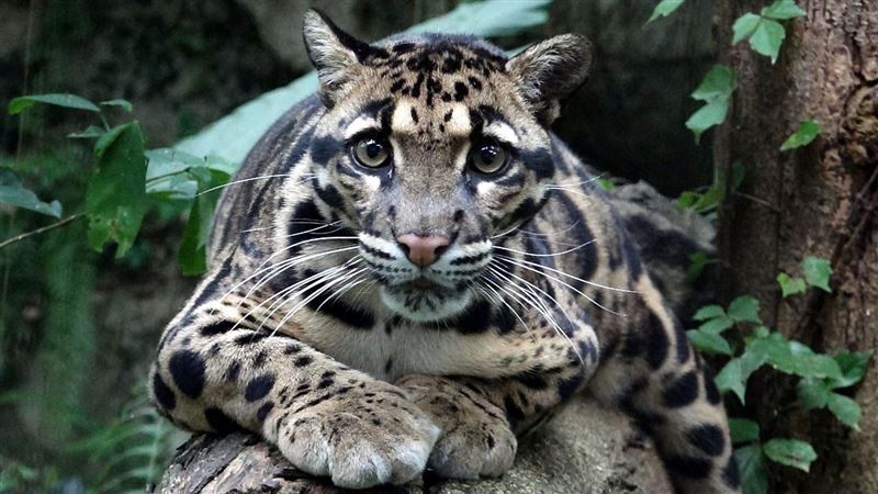 貓科動物你會分嗎？用「這５招」分辨