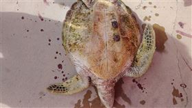 海龜,澎湖,颱風,白腹秧雞