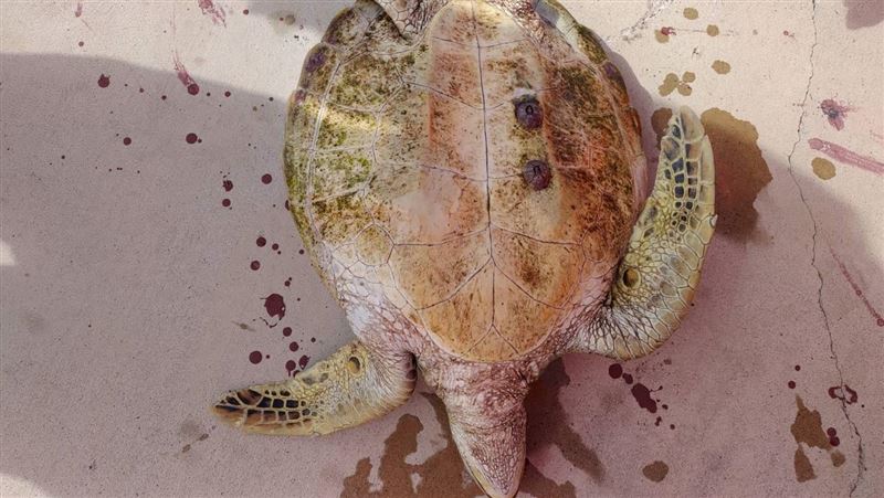海洋發出警訊？澎湖單日2綠蠵龜死亡