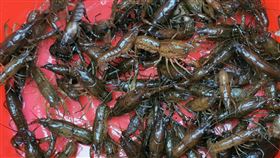 大理石紋螯蝦(大安森林公園之友基金會提供)