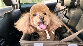 ▲AVIS安維斯租車業界首創「寵你也寵牠」寵物共遊友善專案。（圖／AVIS提供）