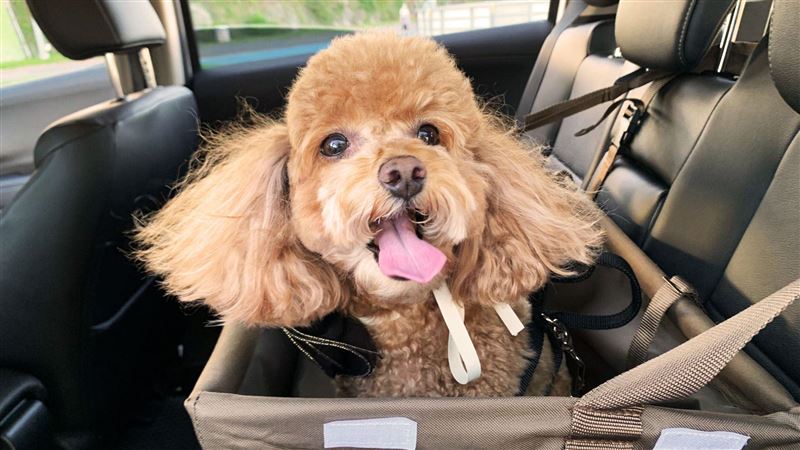 租車業首創　毛小孩專用車