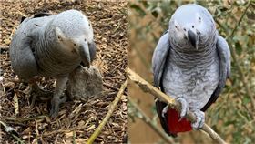 英國「林肯郡野生動物中心」（Lincolnshire Wildlife Centre）收容5隻會說髒話的鸚鵡，令園方相當頭痛。（合成圖／翻攝自lincswildlifepark
　IG）