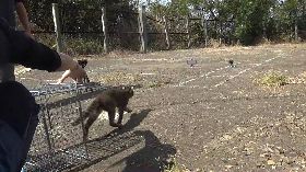 苗栗西湖發現中毒母石虎　治療康復野放