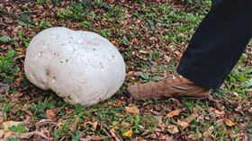 ▲車諾比核電廠以及禁區的蘑菇。（圖／翻攝自推特）