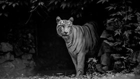 印度,黑老虎,攝影師,絕種。（示意圖／翻攝自Pixabay）