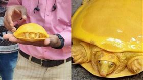 黃金,罕見,稀有,緣板鱉,白化病