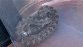 苗栗,龜殼花,捕蛇,捕蛇大隊（圖／翻攝畫面）