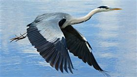 蒼鷺,Heron。（圖／Pixabay)