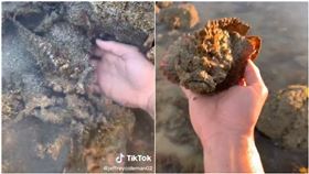 澳洲,石頭,石魚,stonefish,毒魚（圖／抖音jeffreycoleman02