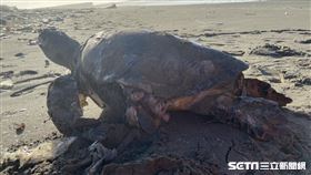 海龜斷魂海邊，海巡暖埋葬送牠最後一程／翻攝畫面