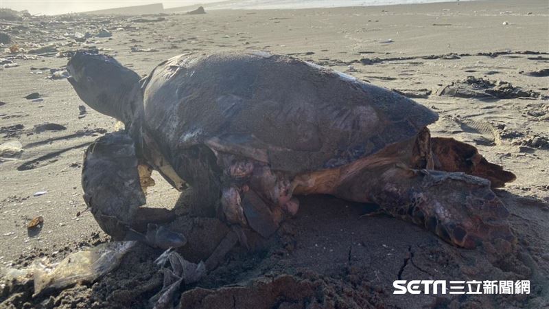 綠蠵龜殼破斷魂海灘　海巡埋葬送走牠