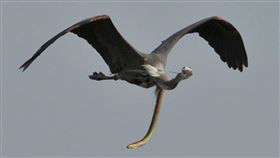 超兇！鰻魚「咬破蒼鷺喉嚨」逃生
美國,馬里蘭州,蒼鷺,蛇鰻
翻攝自IG