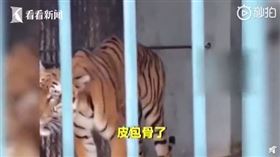 廣州,動物園,老虎,吃草,虐待,瘦弱（圖／看看新聞