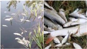 4男想吃魚！狂倒16瓶農藥捕抓　「22萬條魚」慘死河中（圖／翻攝自微博）