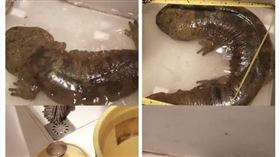 中國,雲南,寵物,娃娃魚（圖／翻攝自梨視頻）