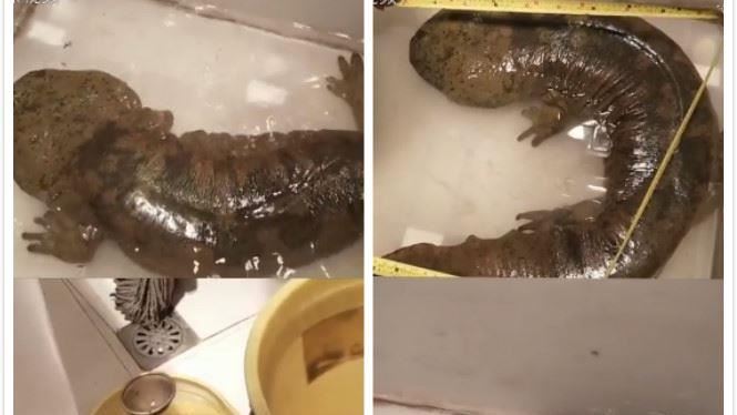 娃娃魚「體型開外掛」主人驚：變鯰魚