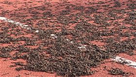 台東體育場竄出大批蚯蚓（1）台東縣立體育場7日竄出大批蚯蚓，黑壓壓一片在運動場上，萬頭鑽動景象令人發毛。（民眾提供）中央社記者李先鳳傳真　109年11月8日