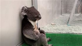 日本無尾熊爆紅，坐姿跟日本喝醉老頭一樣。（圖／翻攝自YouTube）