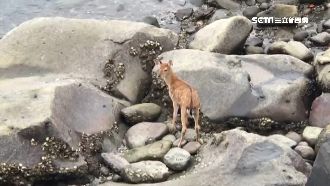 梅花鹿出沒石門海邊　腳傷動保急救援