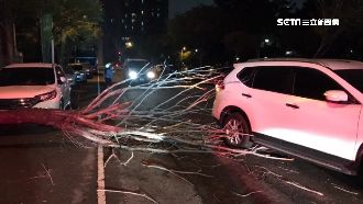 路樹倒塌躺路中　駕駛撞上險釀追撞