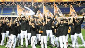 ▲統一獅獲得中華職棒31年總冠軍，球員高高拋起總教練林岳平。（圖／記者劉彥池攝影）