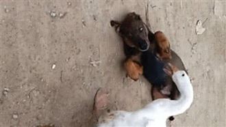 小土狗偷鵝蛋　牠抬頭看到對手後悔了