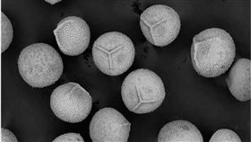 孢粉的雕紋(圖／特生中心提供)