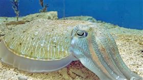 ▲台灣水域館展出烏賊。（圖／國立海洋生物博物館提供）