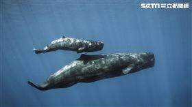 抹香鯨,哺乳（圖／Mike Korostelev授權提供）