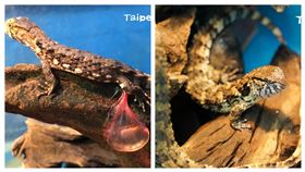  中國鱷蜥(圖／臺北市立動物園提供)