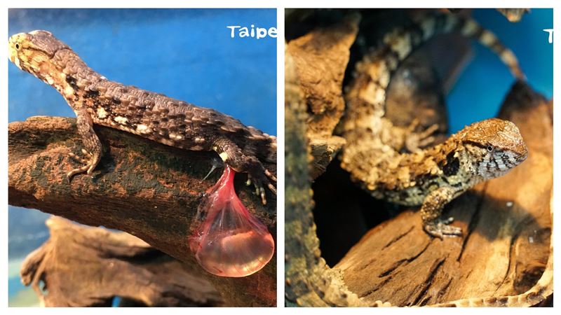 再添新成員！北市動物園迎9隻小鱷蜥