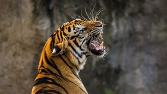 生肖虎明年小心　命理師：應趨吉避凶