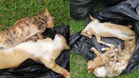 8隻野貓慘死深圳兒童樂園內志願者看到母貓護崽放聲大哭 https://dy.163.com/article/FQRKDVGR051492T3.html 圖／翻攝自紅星新聞