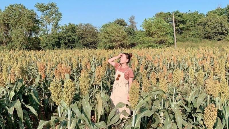 金門高粱花開了　快來抓住秋天尾巴！