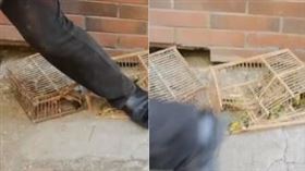 捕鳥人突然惱羞。大力踩爛籠子，踏扁好幾隻鳥。（圖／翻攝自梨視頻） 