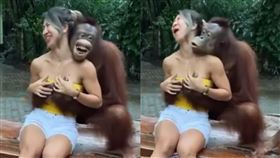 超色！紅毛猩猩突襲「雙手挽仙桃」　辣妹嚇歪驚叫
圖／翻攝自oummy_thebootymaker／IG