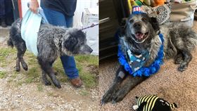 曾遭受凌虐、棄養的「桑福」（Sanford）直至遇到愛媽而有了轉變。（圖／翻攝自Dallas Dog - Rescue.Rehab.Reform臉書專頁）